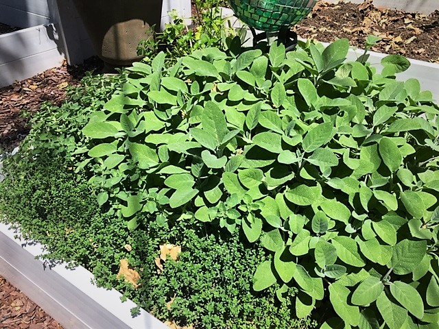 raised white vegetable garden bed with fresh thyme and sage growing 